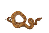 Load image into Gallery viewer, SALE! 2021 Female Burke T+ Possible Fire from Stripe Boa Constrictor.