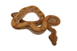 Load image into Gallery viewer, SALE! 2021 Female Burke T+ Possible Fire from Stripe Boa Constrictor.