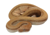 Load image into Gallery viewer, SALE! 21&#39; (Updated) Female Burke TPositive Fire Hypo Genetic Stripe Boa Constrictor - SCREAMER!