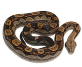 Load image into Gallery viewer, 2021 Male Motley Het Burke T+ Boa Constrictor