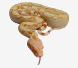 Load image into Gallery viewer, 2021 Male Kahl Albino IMG Jungle Boa Constrictor.