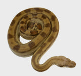 Load image into Gallery viewer, 2021 Male Fire(Het. Leucistic) Motley Het Anerythristic Possible Het Albino Boa