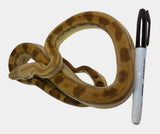 Load image into Gallery viewer, 2021 Male Fire(Het. Leucistic) Motley Het Anerythristic Possible Het Albino Boa