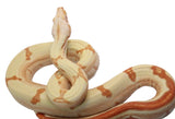 Load image into Gallery viewer, 2021 Female Possible Super Sunglow IMG Jungle Lipstick Line Boa Constrictor.