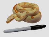 Load image into Gallery viewer, 2021 Female Possible Super Sunglow IMG Jungle Lipstick Line Boa Constrictor.