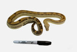 Load image into Gallery viewer, 2021 Female Fire Motley Het Anerythristic Possible Het Kahl Albino Boa Constrictor.