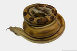 Load image into Gallery viewer, 2021 Female Fire Motley Het Anerythristic Possible Het Kahl Albino Boa Constrictor.