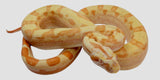 Load image into Gallery viewer, 2022 Male Motley Sunglow Jungle Boa Constrictor
