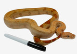 Load image into Gallery viewer, 2021 Female Burke T+ Fire Hypo Red Stripe Boa Constrictor