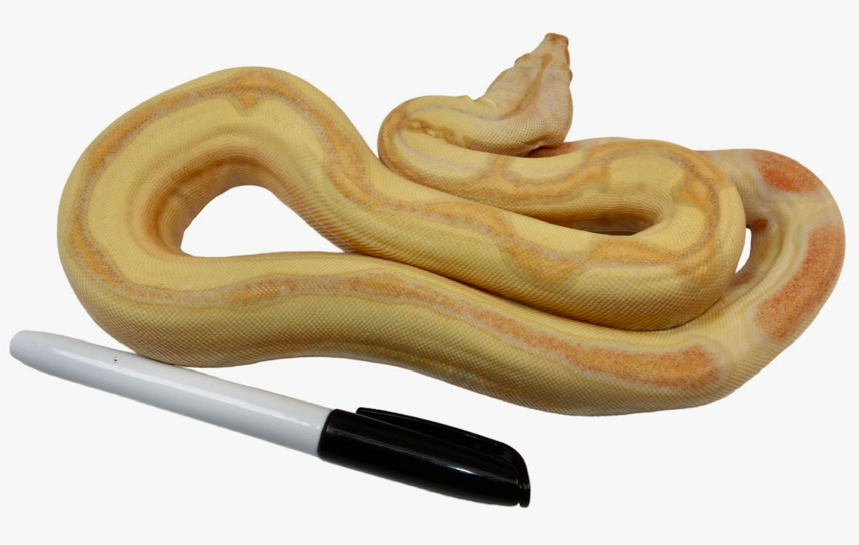 2021 Female Lipstick Line Albino IMG Sunglow Super Stripe Boa 