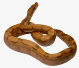 Load image into Gallery viewer, 2022 Male Hypo Burke T+ Fire Boa Constrictor
