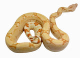 Load image into Gallery viewer, 2021 Female Kahl Albino IMG Jungle From Square Tail Boa Constrictor.