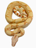 Load image into Gallery viewer, 2021 Female Kahl Albino IMG Jungle From Square Tail Boa Constrictor.