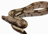 Load image into Gallery viewer, 2023 Male CBB Striped Guyana Red Tail Boa