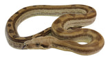 Load image into Gallery viewer, 2021 Male Fire Motley Het Anerythristic Possible Het Kahl Albino Boa Constrictor.