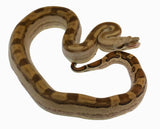 Load image into Gallery viewer, 2021 Male Fire Motley Het Anerythristic Possible Het Kahl Albino Boa Constrictor.