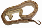 Load image into Gallery viewer, 2021 Female Fire Motley Jungle Anerythristic Possible Het. Albino Boa Constrictor.