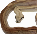 Load image into Gallery viewer, 2021 Female Fire Motley Jungle Anerythristic Possible Het. Albino Boa Constrictor.