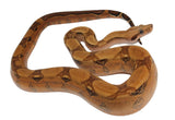 Load image into Gallery viewer, 2021 Male Berry Blood Het Kahl Albino Boa Constrictor