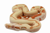 Load image into Gallery viewer, 2021 Female Possible Super Sunglow Jungle Possible Het Super Stripe Boa Constrictor.