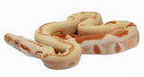 Load image into Gallery viewer, 2021 Female Possible Super Sunglow Jungle Possible Het Super Stripe Boa Constrictor.