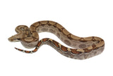 Load image into Gallery viewer, SALE! 2021 Male Fire Het. Anerythristic Possible Het Kahl Albino Boa.