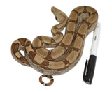Load image into Gallery viewer, SALE! 2021 Male Fire Het. Anerythristic Possible Het Kahl Albino Boa.
