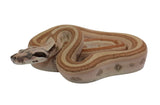 Load image into Gallery viewer, 2023 Male Jungle Labyrinth 66% Het Kahl Albino 50% Het Anerythristic Boa Constrictor.