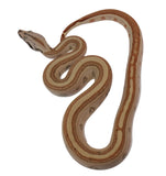 Load image into Gallery viewer, 2023 Male Jungle Labyrinth 66% Het Kahl Albino 50% Het Anerythristic Boa Constrictor.