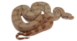 Load image into Gallery viewer, SALE! 2023 Female Fire Central American T+ Boa Constrictor