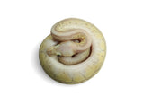 Load image into Gallery viewer, Female Desert Ghost Micro Scale Pastel Pin Lesser Ball Python