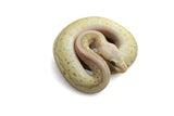 Load image into Gallery viewer, Female Desert Ghost Micro Scale Pastel Pin Lesser Ball Python
