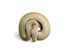 Load image into Gallery viewer, Female Desert Ghost Micro Scale Pastel Pin Lesser Ball Python