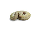 Load image into Gallery viewer, Female Desert Ghost Micro Scale Pastel Pin Lesser Ball Python
