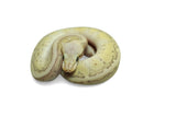 Load image into Gallery viewer, Female Desert Ghost Micro Scale Pastel Pin Lesser Ball Python