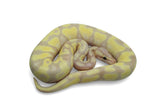 Load image into Gallery viewer, Male Pastel Lucifer Fader Het Pied Het Lav Ball Python