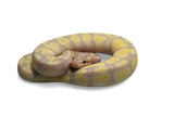 Load image into Gallery viewer, Male Pastel Lucifer Fader Het Pied Het Lav Ball Python