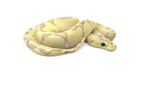 Load image into Gallery viewer, Male Super Enchi Clown EMG Fader Ball Python