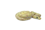 Load image into Gallery viewer, Male Super Enchi Clown EMG Fader Ball Python