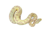 Load image into Gallery viewer, Male Super Enchi Clown EMG Fader Ball Python