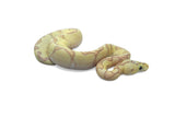 Load image into Gallery viewer, Male Super Enchi Clown EMG Fader Ball Python