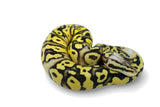 Load image into Gallery viewer, Female Super Pastel Lucifer Fader Bald Het Clown Het Pied Ball Python
