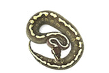 Load image into Gallery viewer, Female Mojave GHI Red Stripe Odium Het Clown Ball Python