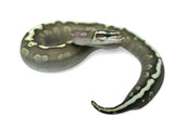 Load image into Gallery viewer, Female Mojave GHI Red Stripe Odium Het Clown Ball Python