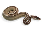 Load image into Gallery viewer, Female Super GHI Lesser Redstripe Odium Ball Python