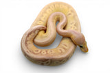 Load image into Gallery viewer, Female Super Pastel Black Pastel Ball Python