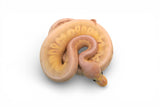 Load image into Gallery viewer, Female Super Pastel Black Pastel Ball Python