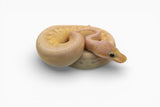 Load image into Gallery viewer, Female Super Pastel Black Pastel Ball Python