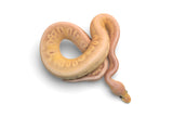 Load image into Gallery viewer, Female Super Pastel Black Pastel Ball Python