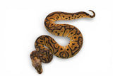 Load image into Gallery viewer, Female Clown Pastel EMG Ball Python